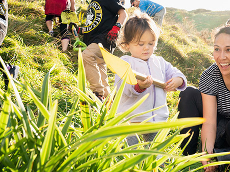 Papamoa Hills planting