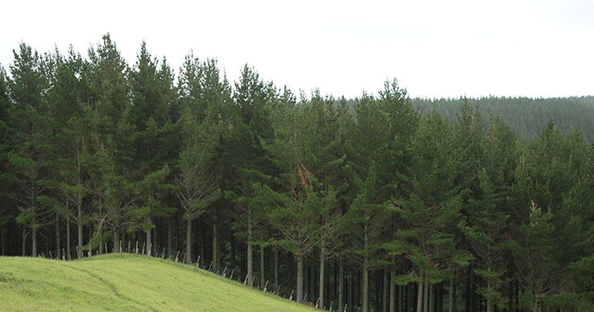 trees