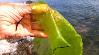 piece of sea lettuce in a person's hand