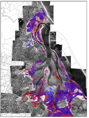 This image shows Northern Tauranga Harbour and the presence of seagrass in 1959 (red) and 1996 (blue).