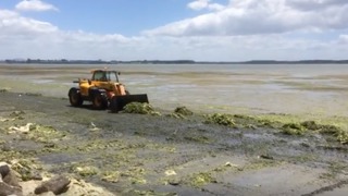 First Tauranga Harbour sea lettuce clean up for 2016/17 summer