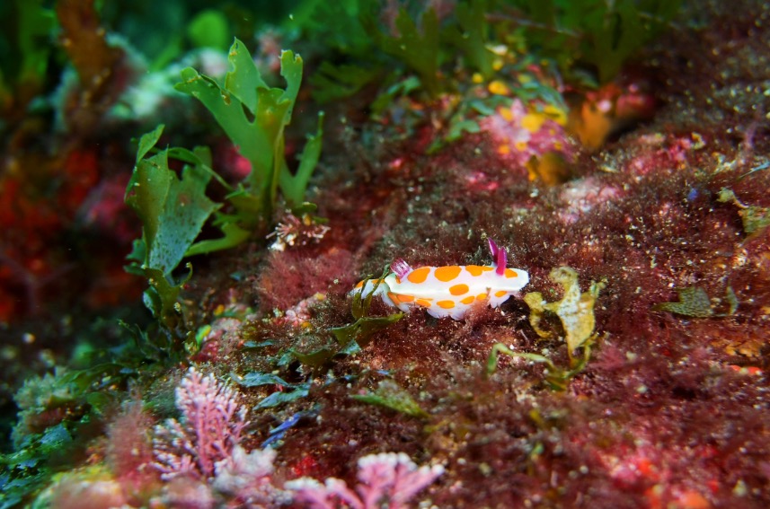 Reef off Motiti Island