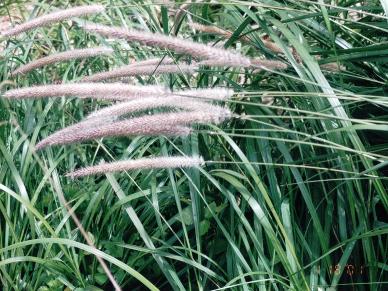 African feather grass