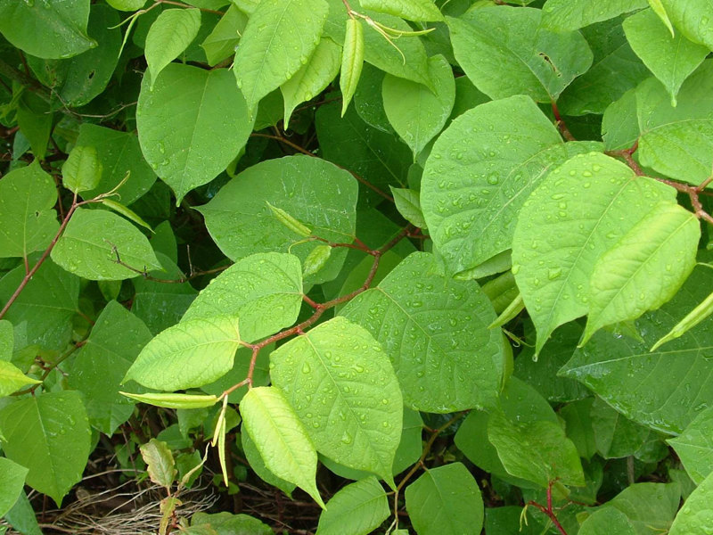 Asiatic knotweed