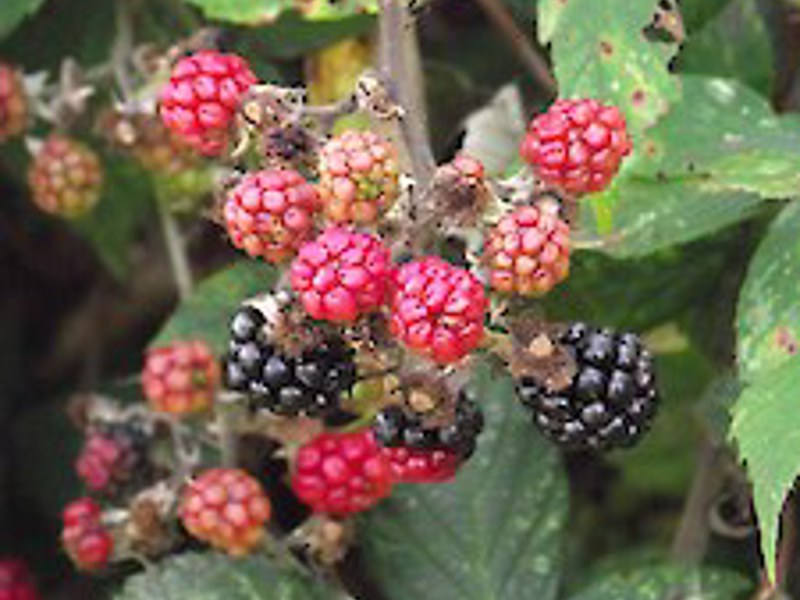 Blackberry