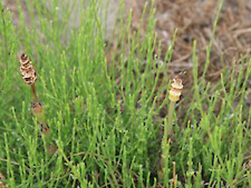 Field horsetail