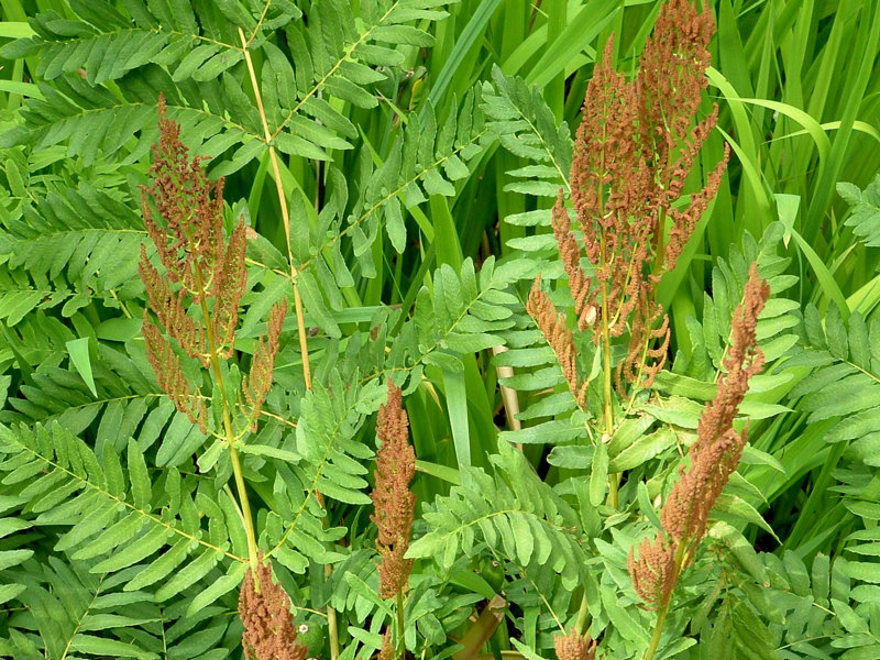 Royal fern