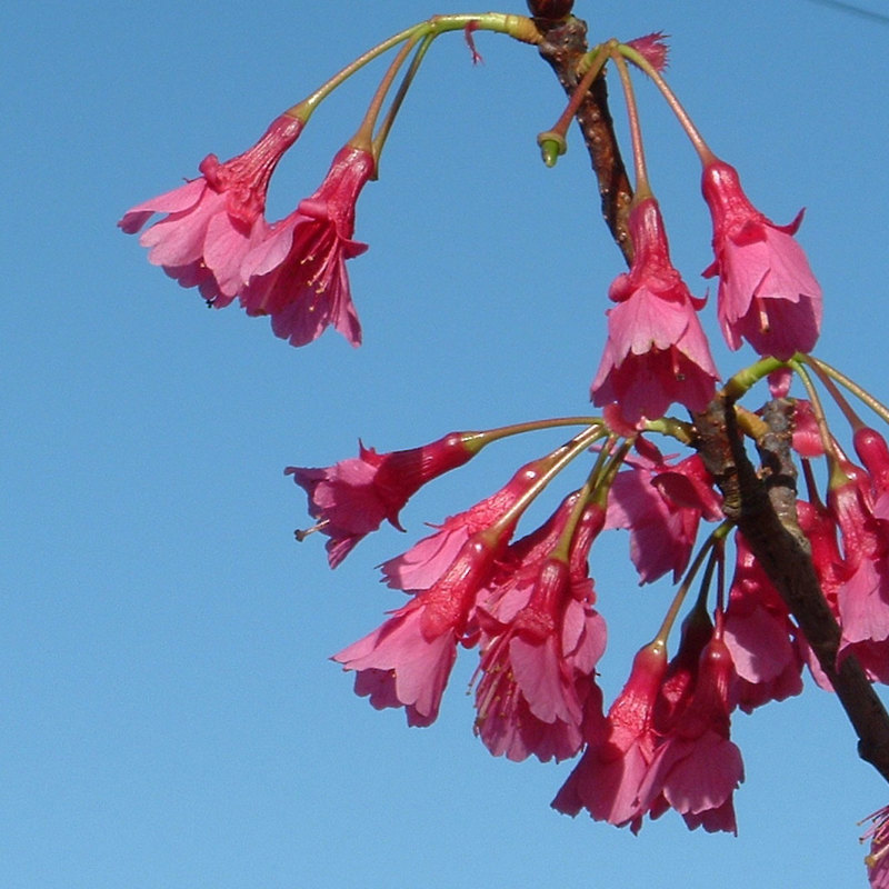 Taiwan cherry