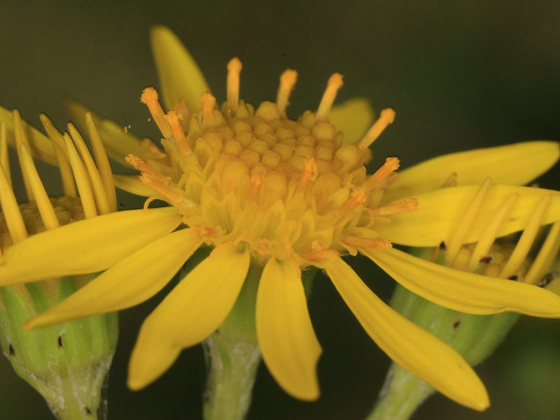 Ragwort