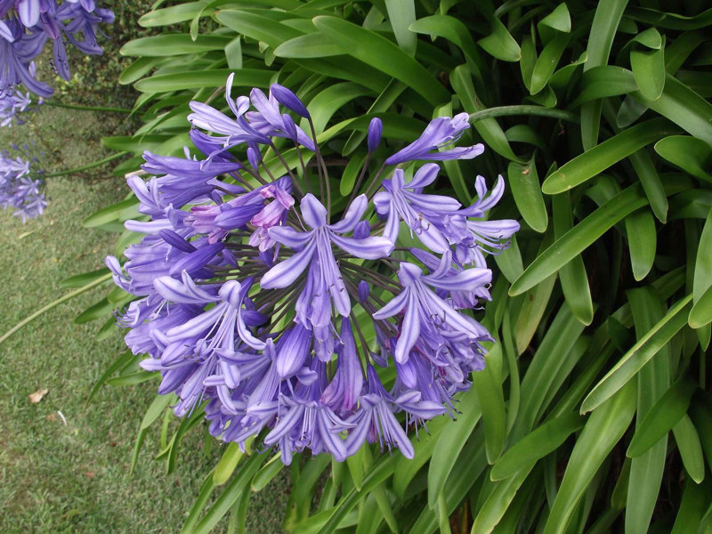 Agapanthus