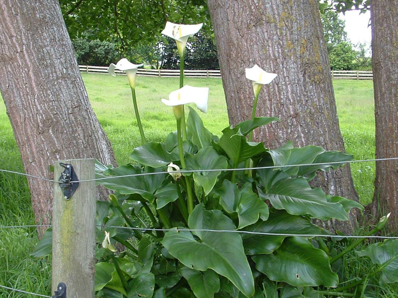 Arum lily