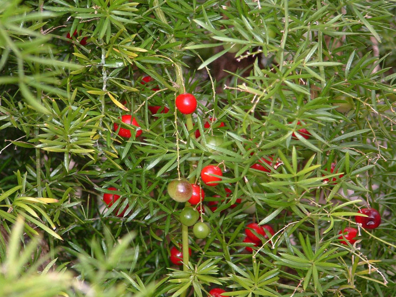 Bushy asparagus