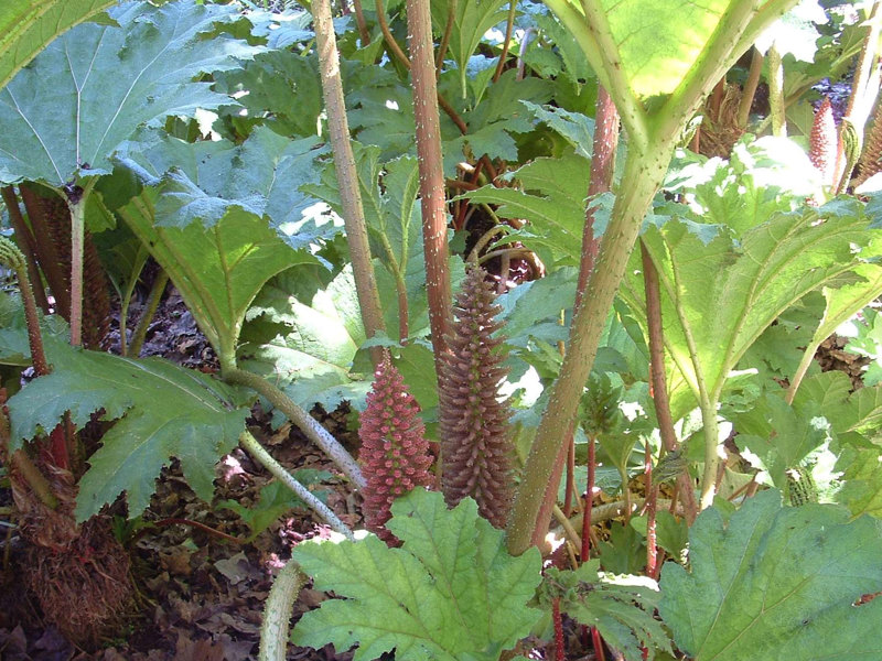 Chilean rhubarb