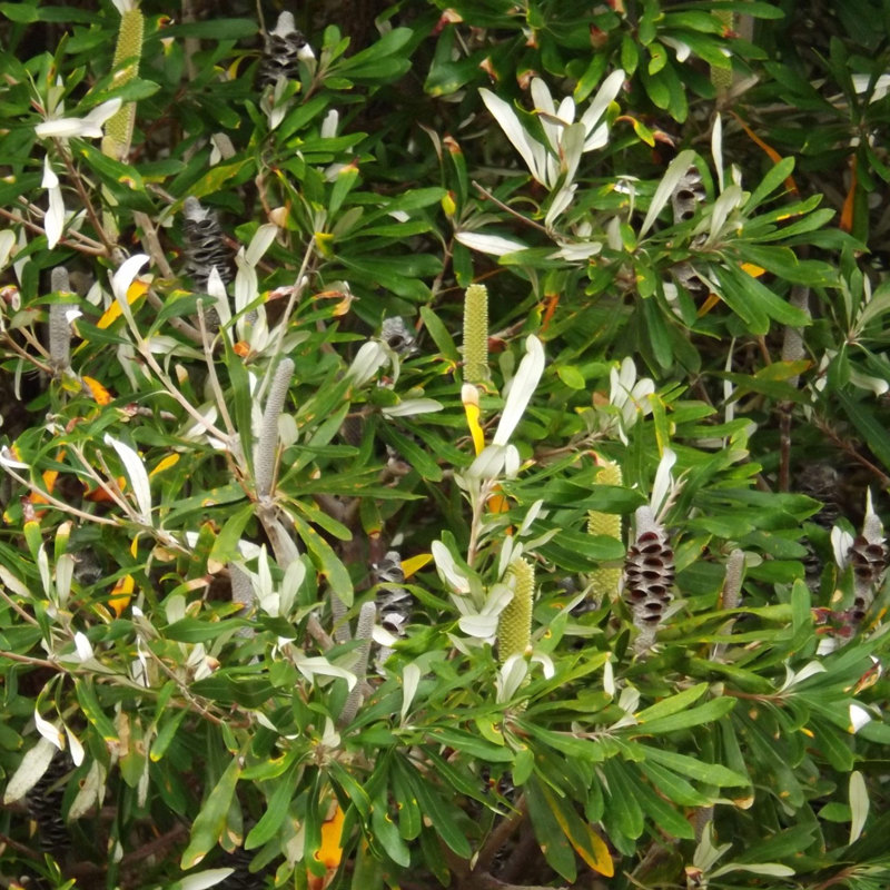 Coastal banksia