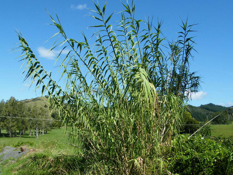 Giant reed