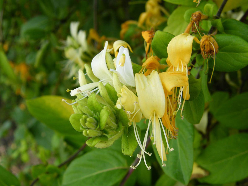 japanese-honeysuckle