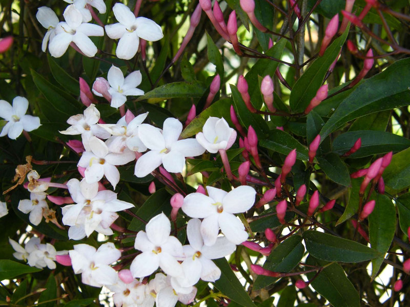 Jasmine