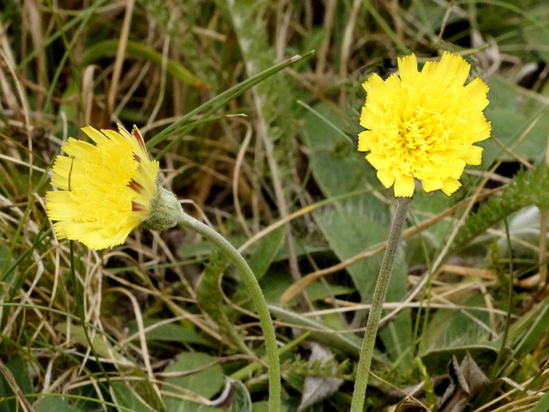 Mouse ear hawkweed