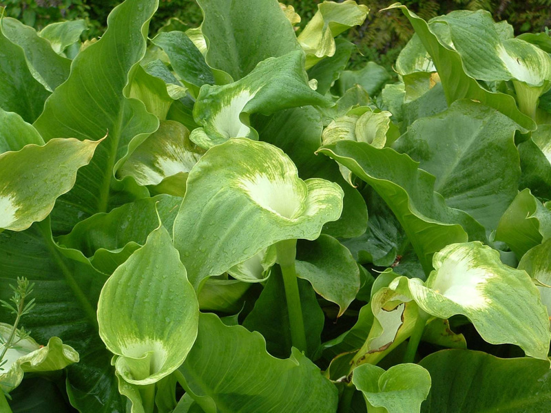 Green goddess lily