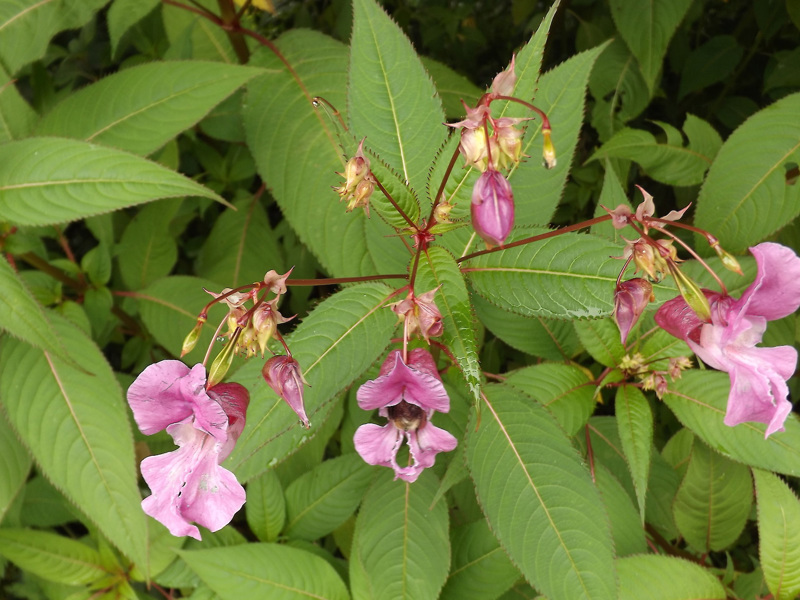 Himalayan balsam