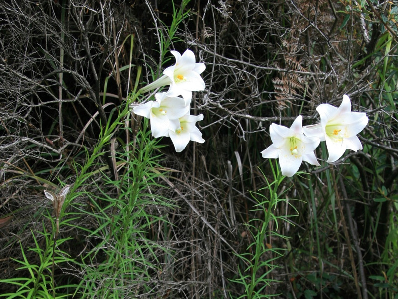 Formosa lily