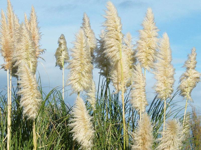 Pampas
