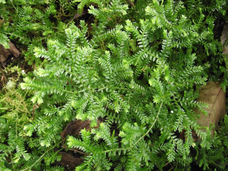 African club moss