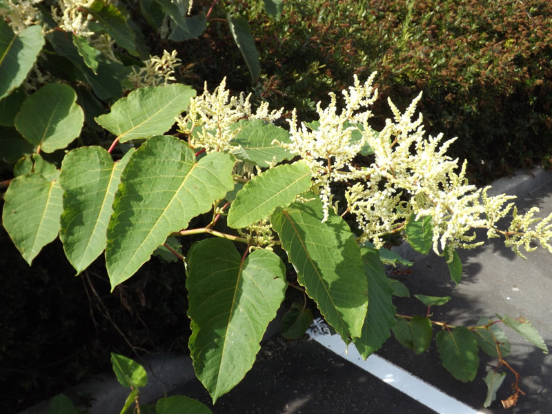 Giant knotweed