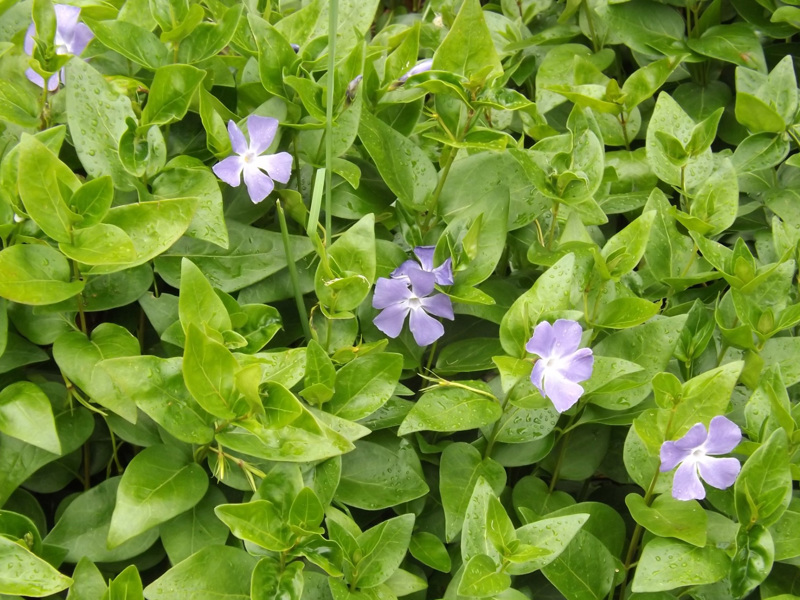 Periwinkle