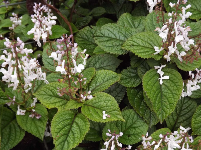 Plectranthus