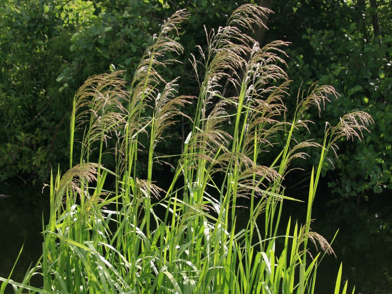 Reed sweet grass