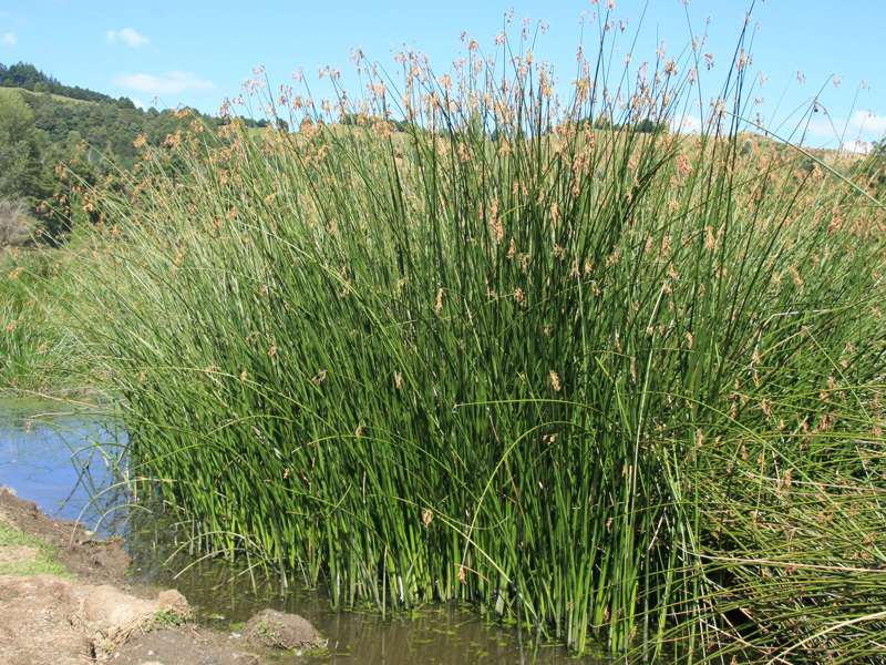 Californian bulrush