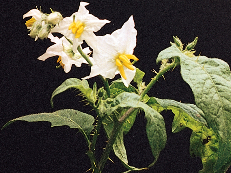 Horse nettle