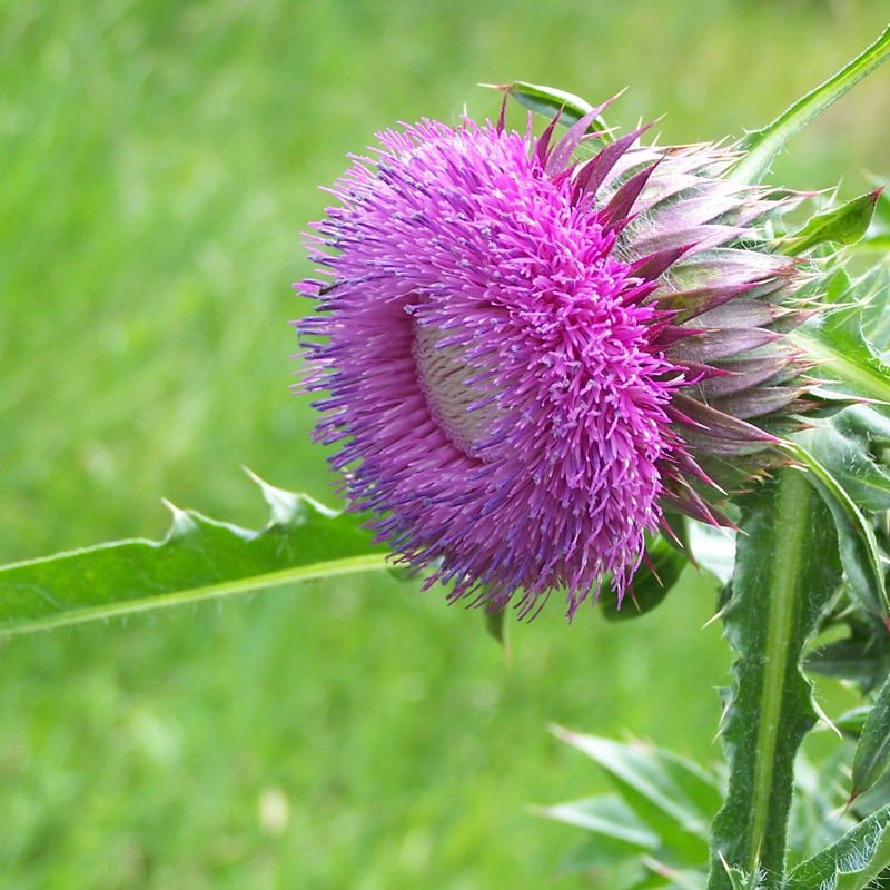 thistle