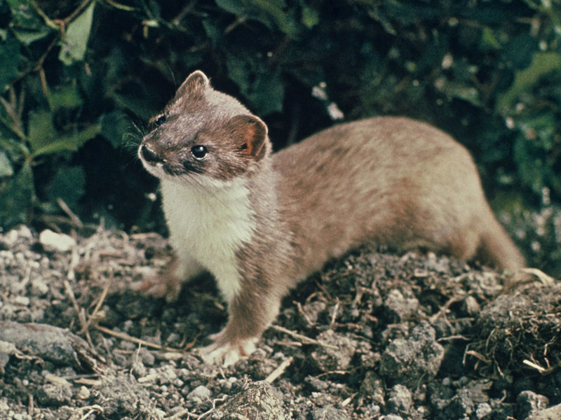 Aggressive Stoat Pest animals