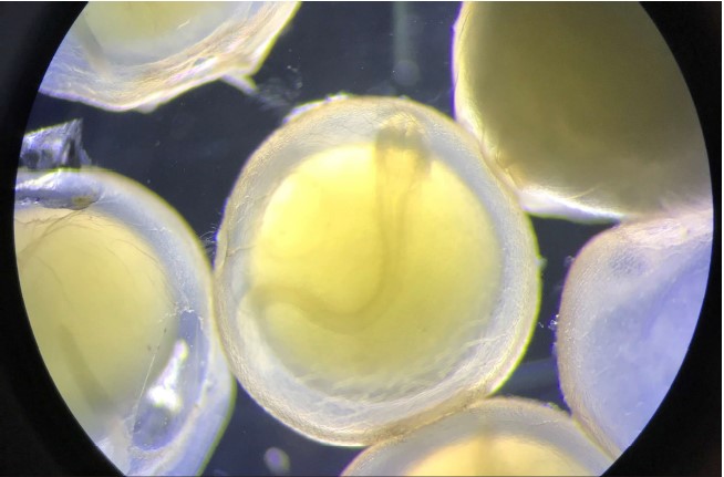 catfish embryo