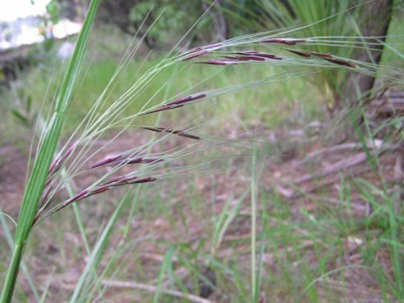 Chilean needle grass