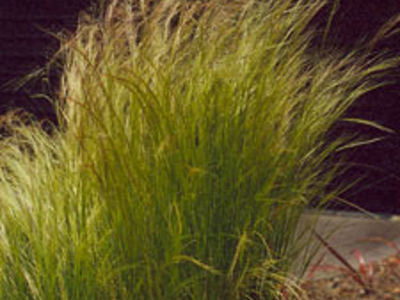 Mexican feather grass