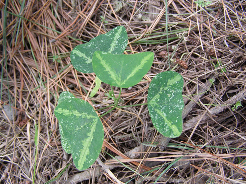 Bat-wing passionflower
