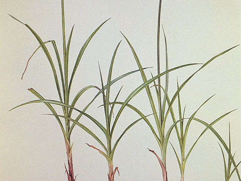 Purple nutsedge