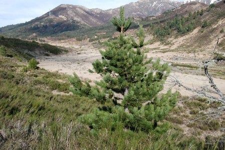 corsican pine