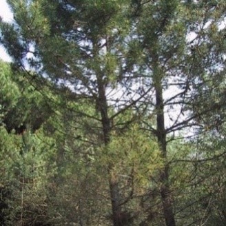 maritime pine