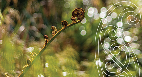 fern